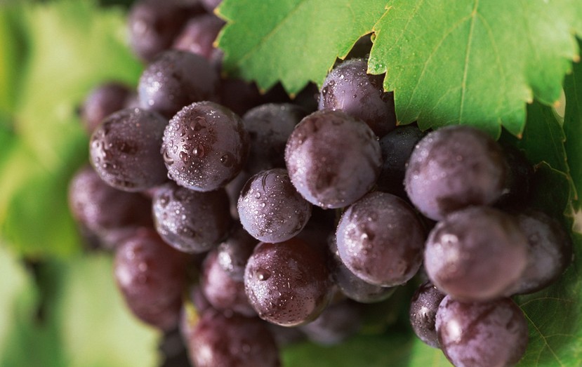 “葡萄美酒夜光杯”，敦煌陽關(guān)葡萄最甜美