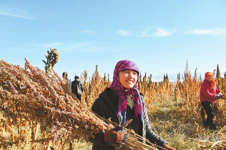藜麥香飄新家園——天?？h易地扶貧搬遷工作掠影