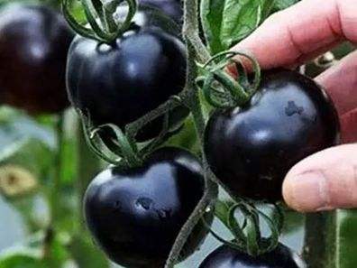 快看！蘭州新區(qū)高優(yōu)新特圣女果“黑羅漢”成熟待摘