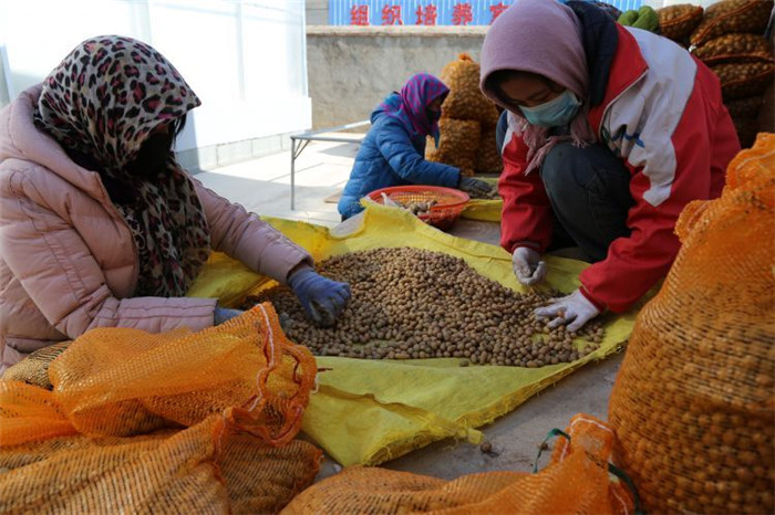 了不起！甘肅定西馬鈴薯良種出口7個(gè)國(guó)家
