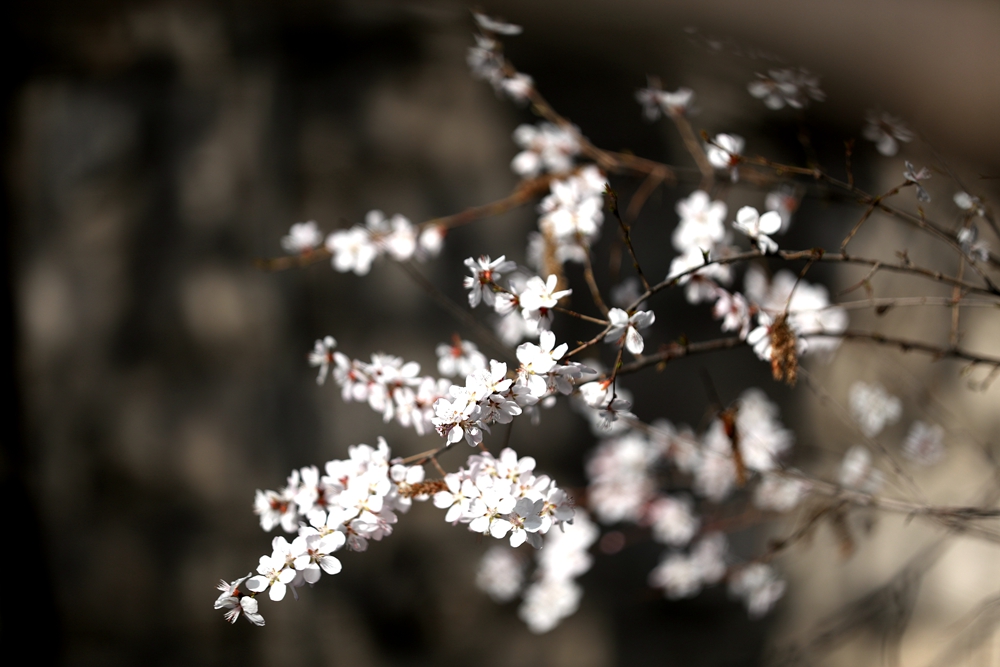 海報(bào)|花開隴原，甘肅這些景區(qū)正在復(fù)蘇！