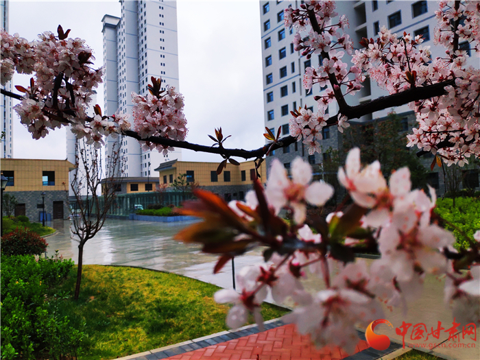 【甘肅省決戰(zhàn)決勝脫貧攻堅】天水藉口：易地扶貧搬遷穩(wěn)定脫貧 村民山下有樓房山上有果園  