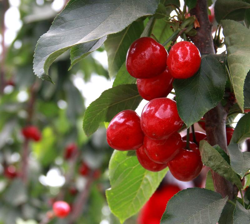 趕緊約起來！民勤紅旗谷櫻桃采摘園開園啦！