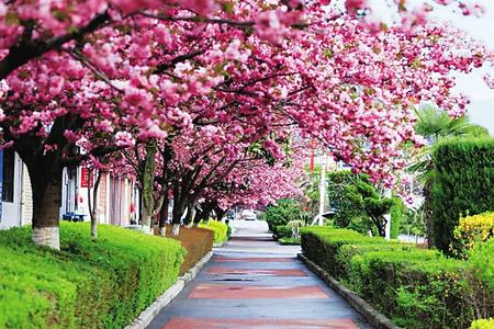 【印象隴原】去兩當(dāng)，與櫻花赴約