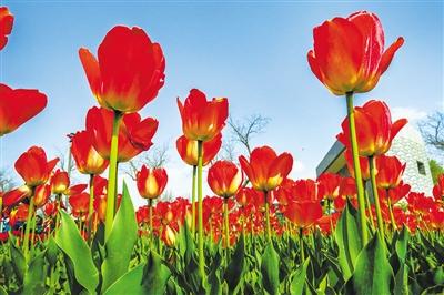 【春暖花開旅游季】永靖郁金香：來(lái)一次最美邂逅