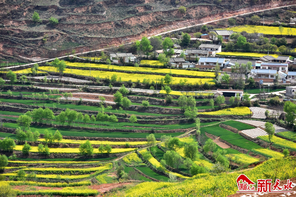 武山：萬(wàn)畝油菜花開 詩(shī)意染盡山野