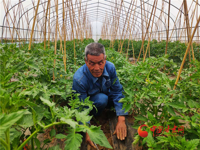 【甘肅省決戰(zhàn)決勝脫貧攻堅(jiān)】白銀會寧菜農(nóng)王彥全的致富新夢想