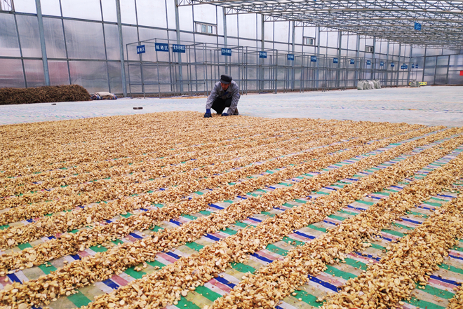 【甘肅省決戰(zhàn)決勝脫貧攻堅(jiān)】天津幫忙建扶貧車間為會寧中藥材產(chǎn)業(yè)強(qiáng)筋骨