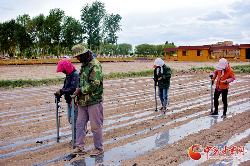 【甘肅省決戰(zhàn)決勝脫貧攻堅】瓜州縣：戈壁灘上念“花木經(jīng)” 探脫貧路（圖）