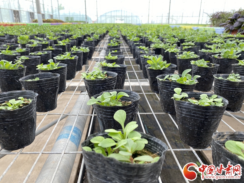 【甘肅省決戰(zhàn)決勝脫貧攻堅】皋蘭：電商拓銷路 設施農(nóng)業(yè)有了新訂單