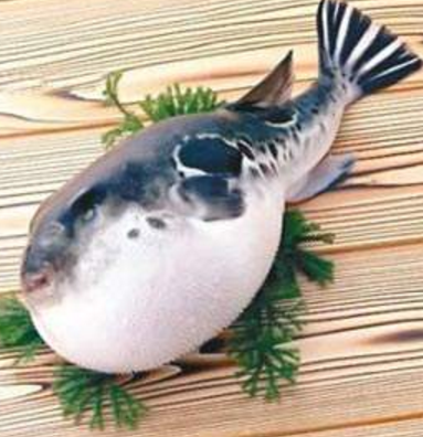 蘭州市市場監(jiān)督管理局發(fā)布通告禁止違法加工、經(jīng)營河豚魚