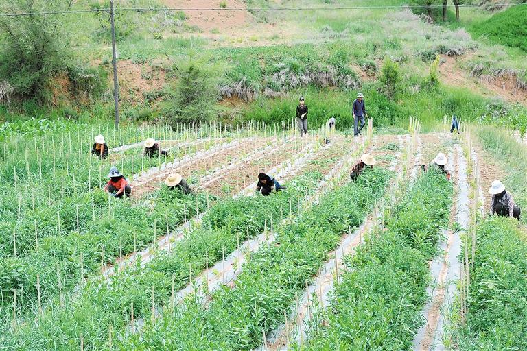 臨夏州東鄉(xiāng)縣今年種植的1700畝金銀花長勢(shì)良好