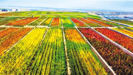 拉開架勢(shì)興產(chǎn)業(yè)——武威天?？h發(fā)展特色農(nóng)業(yè)綜述