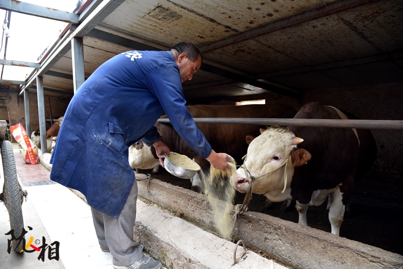 【隴人相】脫貧路上的實干家——“?！比笋R占清