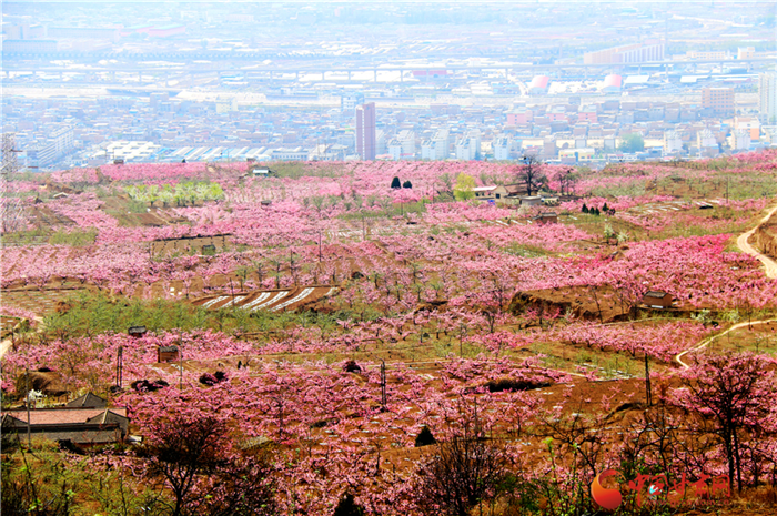 天水秦安“桃王”“桃后”拍了4萬余元 快來認(rèn)識(shí)這兩顆高貴的桃子
