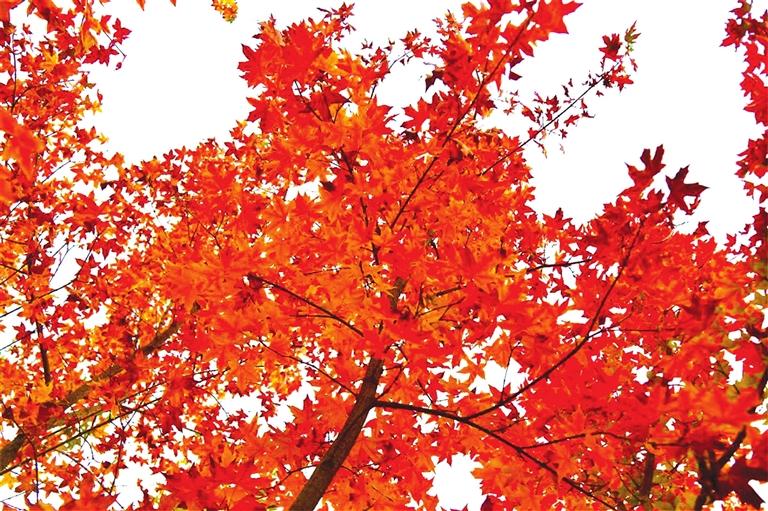 出彩啦！蘭州高校秋景驚艷來襲，快到秋日調(diào)色盤里pick你的母校