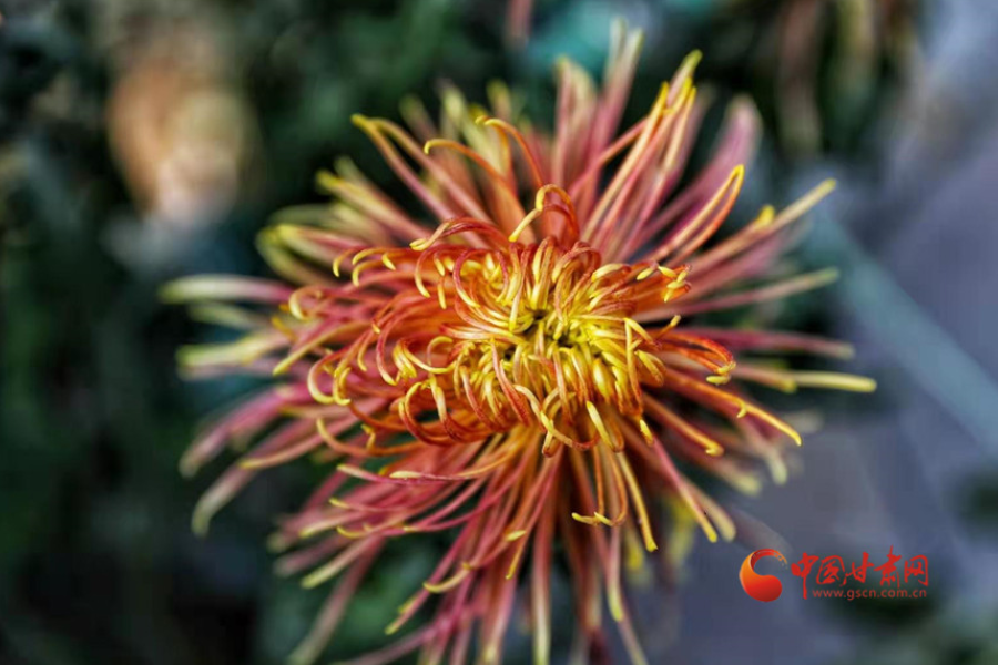 十五年，鍥而不舍終夢(mèng)圓——寫(xiě)在蘭州市入選全國(guó)文明城市之際