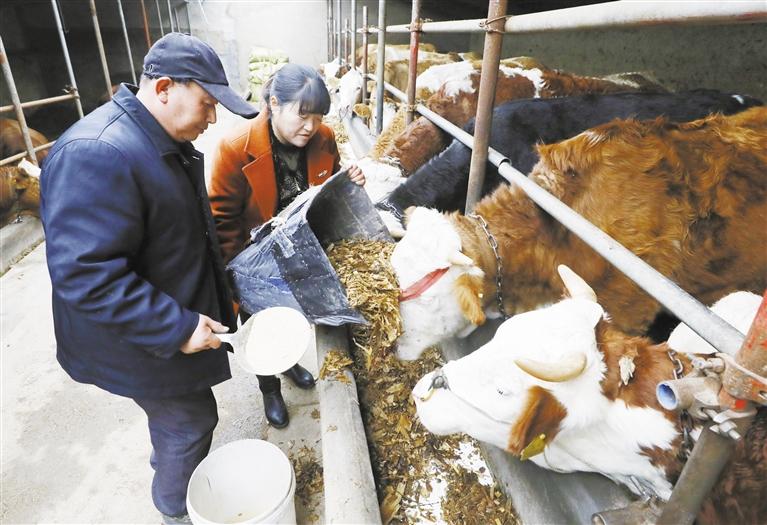 我和我的家鄉(xiāng)丨定西臨洮縣黨家墩村：“牛”產(chǎn)業(yè)帶來“?！比兆?>
        </a><em>我和我的家鄉(xiāng)丨定西臨洮縣黨家墩村：“?！碑a(chǎn)業(yè)帶來“牛”日子</em></li>
    <li><a  target=