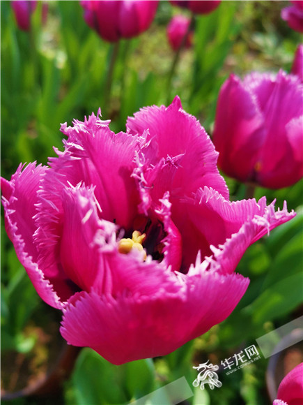 特色郁金香品種，花邊呈鋸齒狀。華龍網(wǎng)—新重慶客戶端記者 舒婷 攝