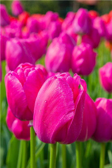 郁金香嬌艷欲滴。羅云希 攝