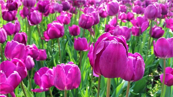 紫色郁金香。華龍網(wǎng)—新重慶客戶端袁舒含 攝