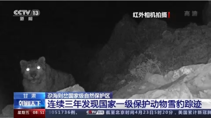 “大貓”出沒(méi)！甘肅尕海則岔保護(hù)區(qū)連續(xù)三年發(fā)現(xiàn)雪豹蹤跡