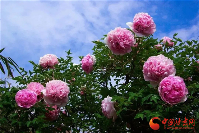 【五一游甘肅】暢游“臨洮縣紫斑牡丹文化旅游節(jié)”，這份攻略請(qǐng)收下！