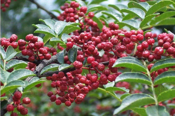 【小康圓夢·看甘肅】武都：發(fā)展花椒產業(yè) 助推鄉(xiāng)村振興