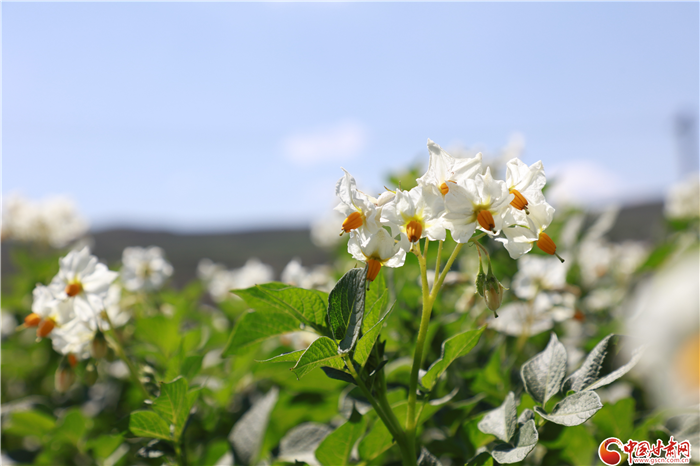 【小康圓夢(mèng)·看甘肅】回望榆中縣水家坡 鄉(xiāng)村振興藍(lán)圖已繪就（視頻）