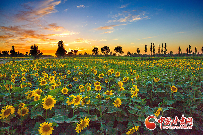 【小康圓夢·看甘肅】玉門黃閘灣：特色產業(yè)強起來 農民錢袋鼓起來