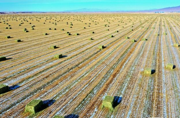 【“飛閱”中國】瞰！山丹馬場撒“青豆”