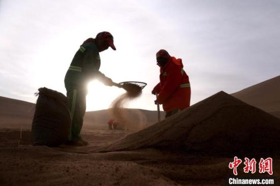 圖為“駱駝保姆”用土方法清理駝糞?！垥粤?攝