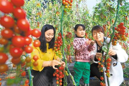 酒泉市肅州區(qū)東洞戈壁產(chǎn)業(yè)園里的圣女果、人參果陸續(xù)成熟上市