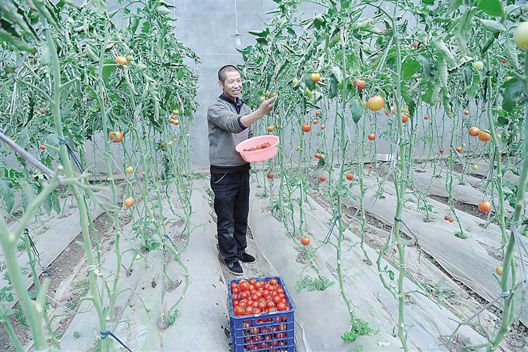 臨夏縣尹集、刁祁鎮(zhèn)易地扶貧搬遷后續(xù)產(chǎn)業(yè)園有日光溫室534座