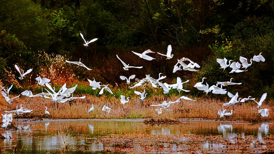 白鷺翩躚舞初冬。吳康軍攝