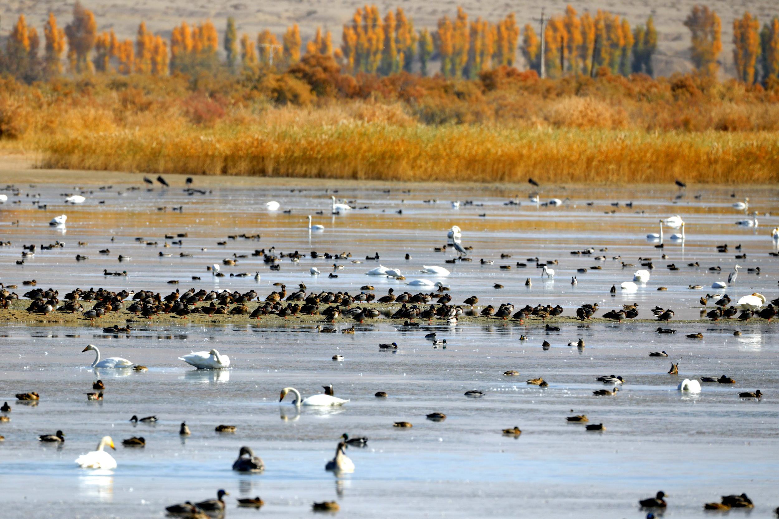 天鵝飛抵高臺(tái)縣黑河濕地嬉戲覓食、棲息越冬。尹昭霞攝