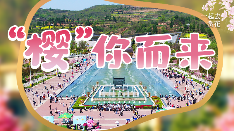 海報(bào)|春色爛漫，一組海報(bào)“云賞”櫻花盛開