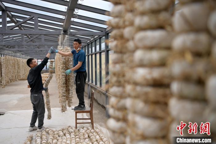 圖為5月10日，工作人員將用青稞面和青稞草等制成的曲坯用繩子串起來(lái)晾曬。九美旦增　攝