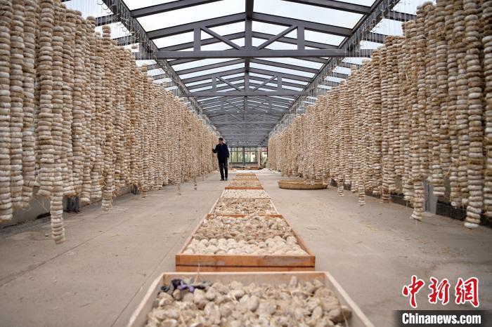 圖為5月10日，工作人員檢查晾曬的曲胚。九美旦增　攝