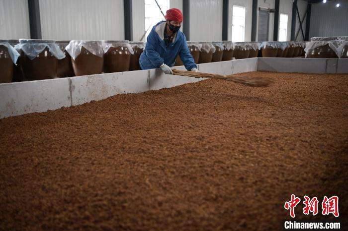 圖為5月10日，工作人員整理鋪撒的酒醅。九美旦增　攝