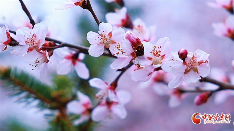 春動隴原丨崇信春景：一城雙桃韻，滿目盡春情